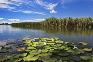 Danube Delta, Romania